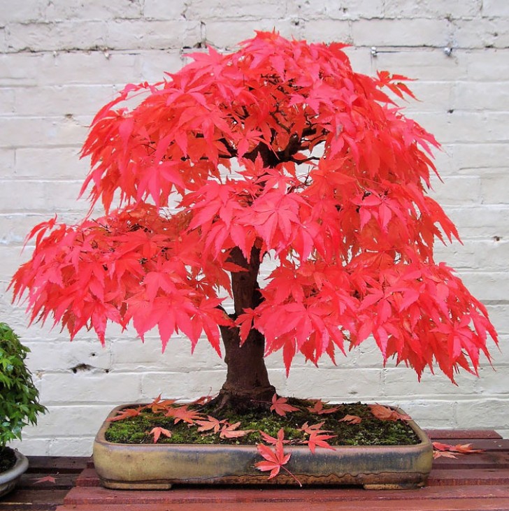 8. Un altro incredibile esemplare di bonsai di acero rosso