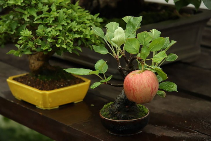 9. L'albero di mele più piccolo che abbiate mai visto!