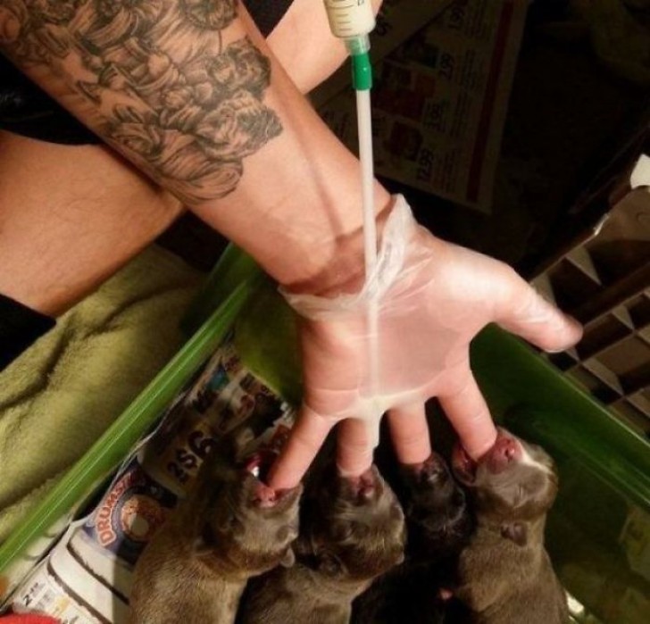 7. Feed several newborn puppies at the same time!