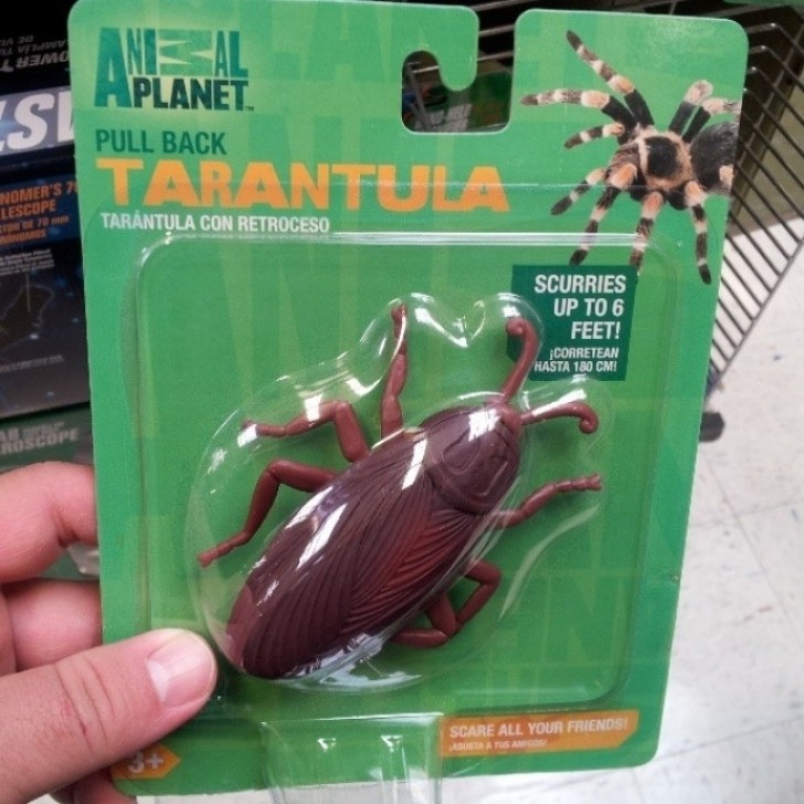 25. Die "Tarantel" ist in Wirklichkeit eine Kakerlake: auch Experten können sich irren!