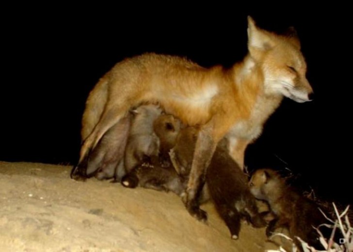 10. A nighttime snack for her fox puppies!