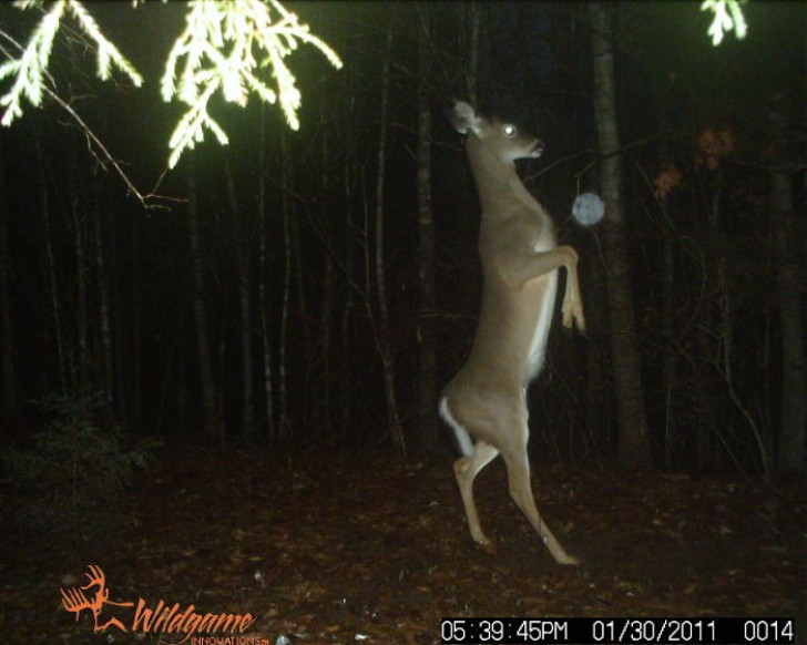 11. Hey, do you know the steps to this deer dance?
