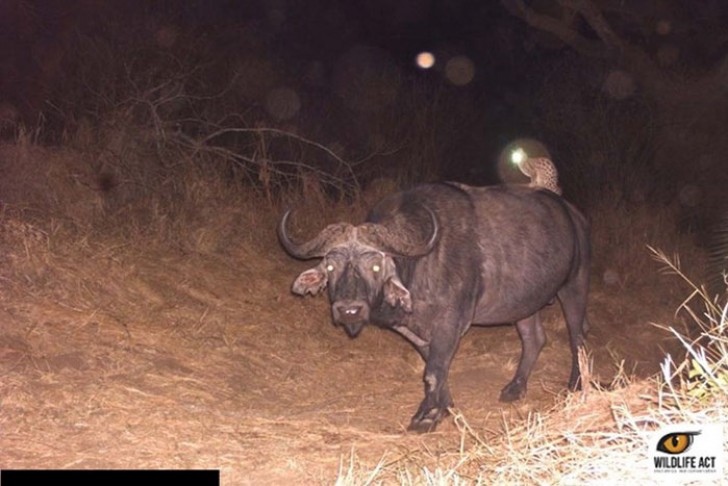 4. Medios publicos nocturnos: el gato salvaje aprovecha del paseo de un bufalo.