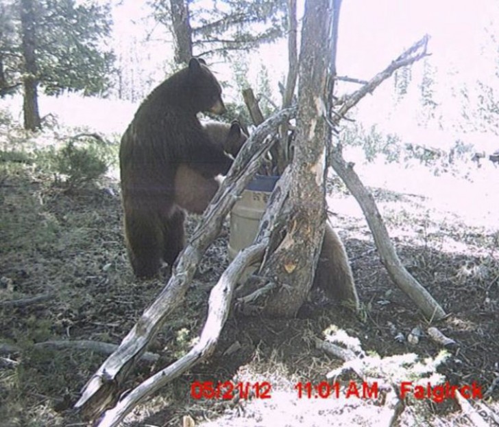 En björnmamma hjälper sin "lilla".
