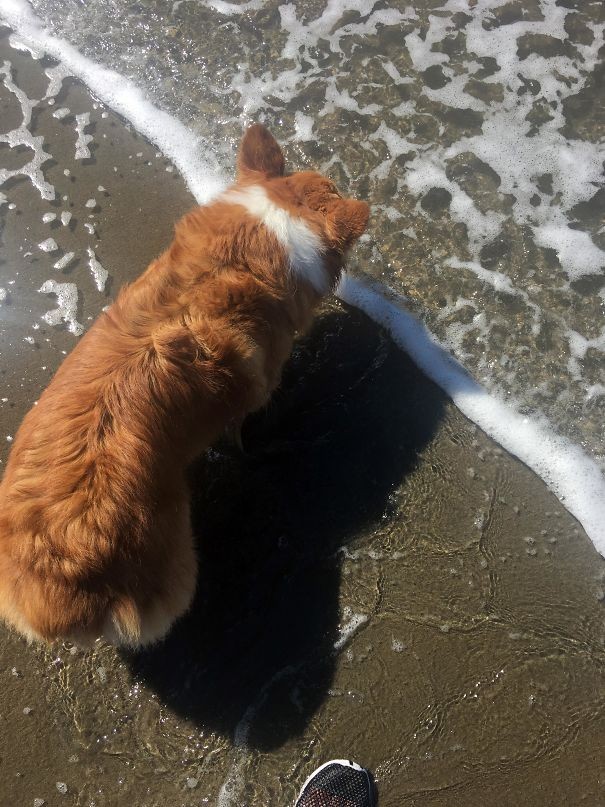 10. The strip of hair on this dog's head matches exactly the line of foam produced by the waves!