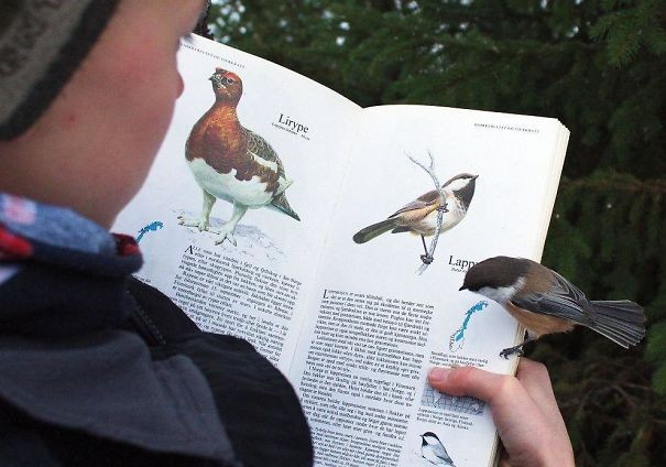 2. This little bird all by itself flew by and spontaneously settled on the edge of this book.