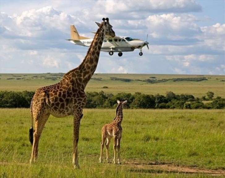 Una giraffa "cattura" un aeroplano