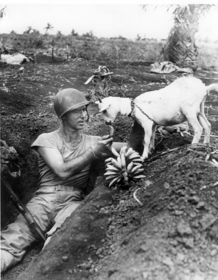 1944: Ein Soldat teilt Bananen mit einer Ziege während der Kämpfe von Saipan