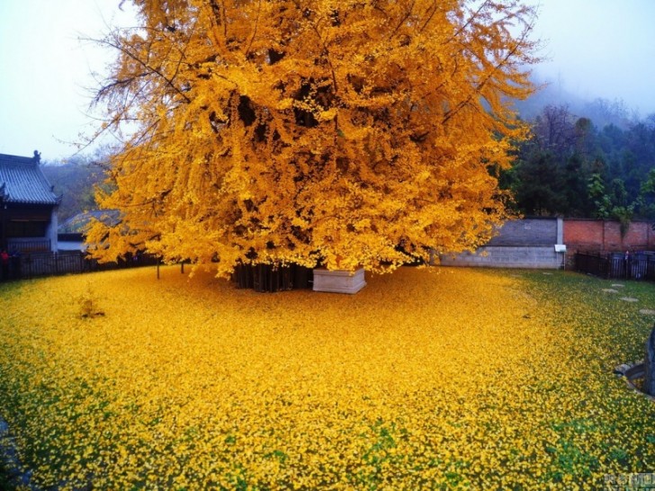 Nei mesi autunnali, chi si reca a visitarlo può assistere allo spettacolo delle foglie che si fanno ambrate e, cadendo, creano una distesa d'oro.