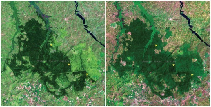 17. The Mabira Forest in Uganda. November 2001 - January 2006