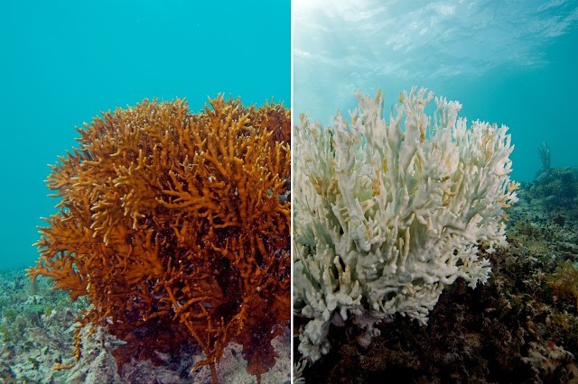 7. Récif corallien, blanchissement des coraux.