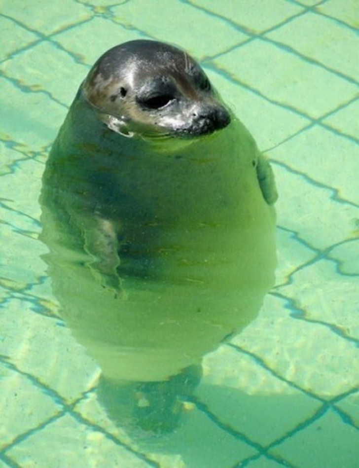 In the swimming pool, this is what you look like in the shallow end of the swimming pool (or so they say).