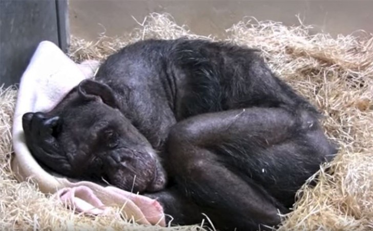 De hoogbejaarde chimpansee krijgt het laatste bezoek van haar vriend: een ontroerende ontmoeting - 1