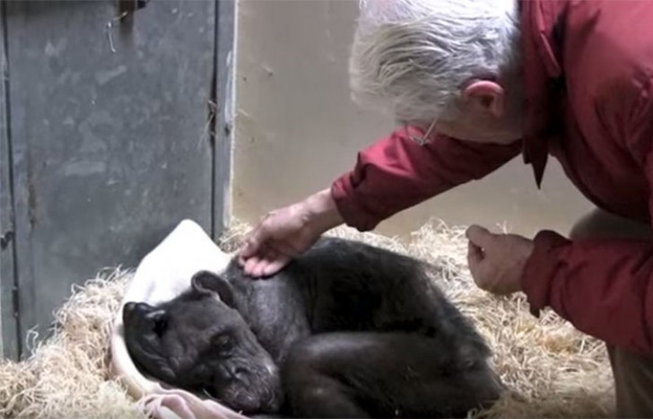 An elderly chimpanzee receives the last visit from her friend and their meeting will bring tears to your eyes ... - 2