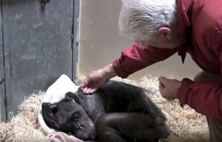 A macaca velhinha recebe a última visita do seu amigo: o encontro é emocionante! - 2