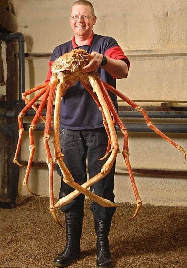 1. Die japanische Riesenkrabbe: viele nennen sie Crabzilla (zusammengesetzt aus crab, Krabbe, und Godzilla).