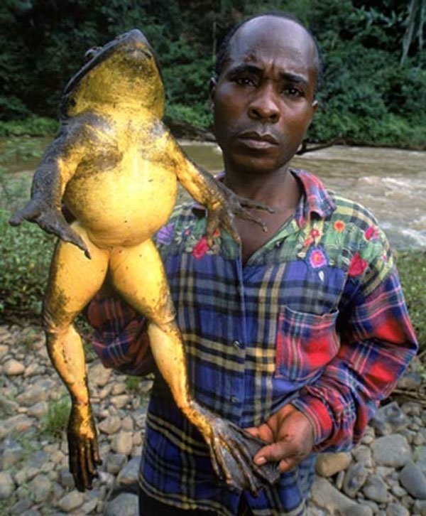9. Grenouille Goliath: on la trouve au Cameroun et en Guinée équatoriale; elle fait jusqu'à 30 cm de long et 3 kg.
