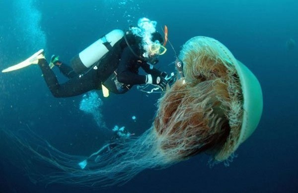 10. Méduse de Nomura : adulte, elle a un diamètre de près de 2 mètres.
