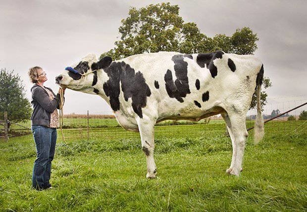 11. Vache: Blosom (dans la photo) est la vache la plus grande du monde... 183 cm!