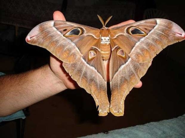4. Coscinocera hercules: le plus grand papillon de nuit de la nature (Australie).