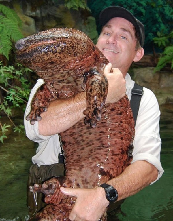 7. Salamandre chinoise: la plus grande salamandre amphibie du monde, pesant jusqu'à 30 kg.