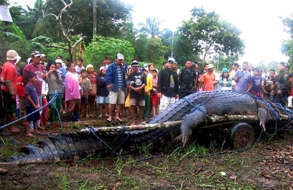 8. Crocodile d'eau salée: il mesurait environ 6 mètres et se trouvait aux Philippines.
