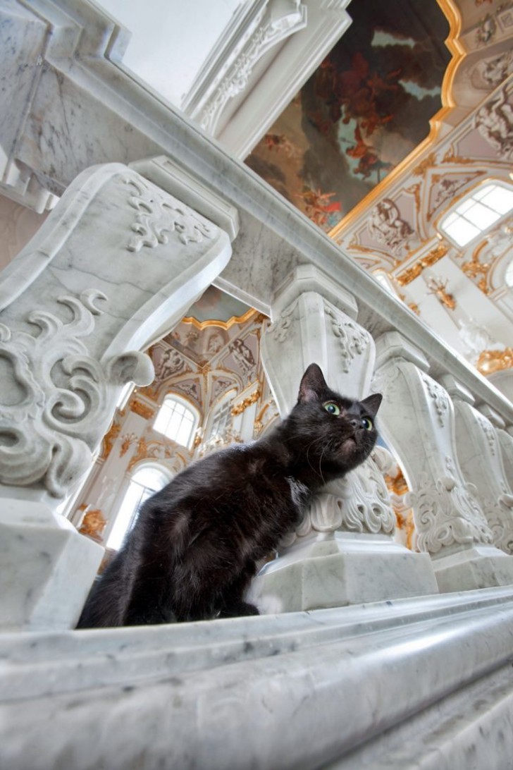 Si vous êtes allé à l'Ermitage mais que vous n'avez pas repéré de chats, c'est parce que la plupart d'entre eux vivent au sous-sol et dans les combles.