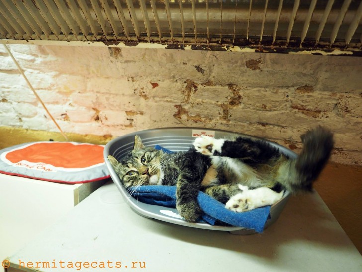 Et il gère également certaines adoptions. Selon leur site web, "adopter un chat de l'Ermitage est un grand honneur".