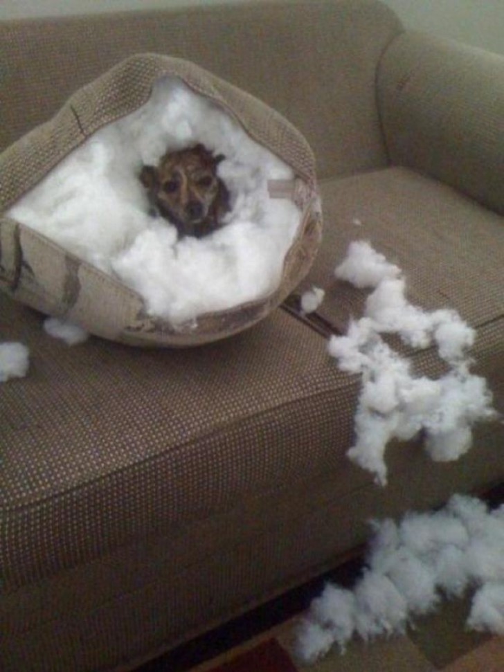 2. I was a bit cold and so I thought I would destroy the pillow and get inside to keep warm ...
