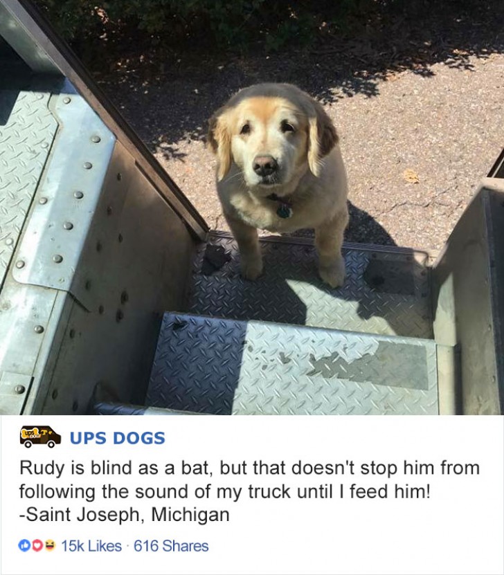Dit is Rudy: zijn baasje verstuurt elke dag pakketjes en daarom komt hij elke dag een medewerker van de UPS tegen. Er gingen al jaren voorbij, hij is stekeblind, maar hoort nog altijd het geronk van de wagen!