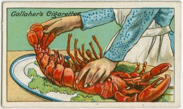 Vérifiez la fraîcheur d'un homard: tirez et allongez la queue; si en la relâchant elle se repositionne avec un clic, il est frais.
