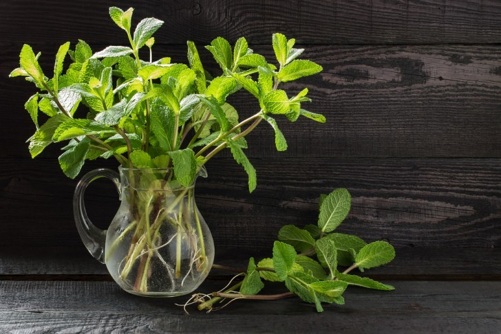 Hoe laat je planten in water groeien.