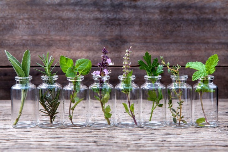 Here are herb plants that can grow in water.