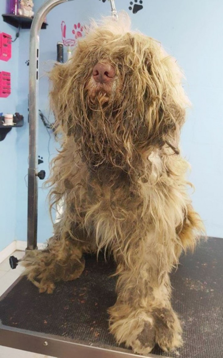 L'odore era terrificante, il cane faceva fatica a camminare per via del pelo: ci sono volute più di 3 ore per liberarlo da tutto quel pelo.