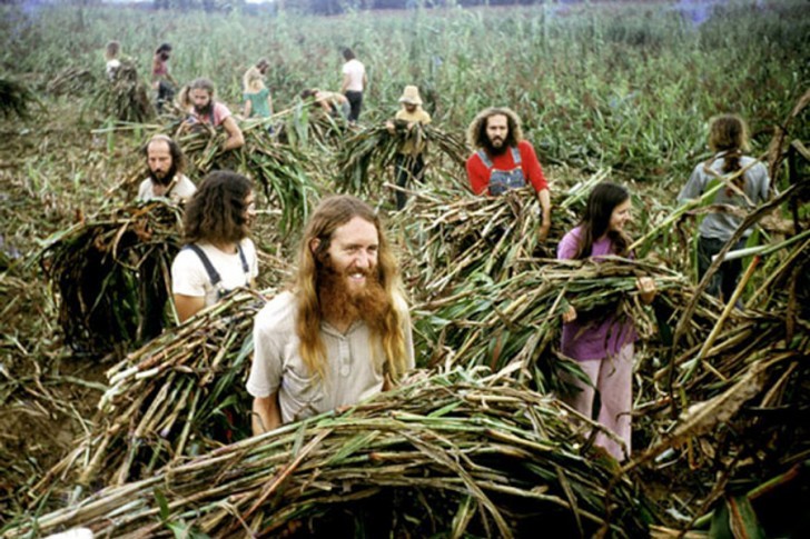 Viele Hippie-Gemeinschaften nahmen Drogen, aber nicht alle! In manchen gab es sogar ein richtiges Verbot.