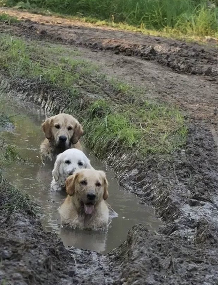 Deze honden weten dat modder goed voor je lichaam is!