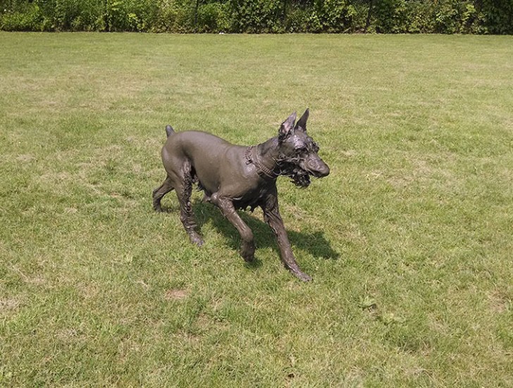 Der Hund Klaus ganz in schwarz!