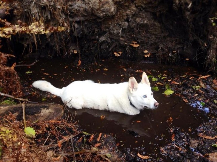 There was once a completely white husky ...