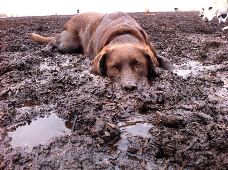 I'm so happy with my muzzle buried in my favorite smell!