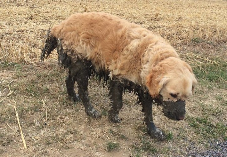 This dog seems to be disappointed. Or maybe it is getting ready for a loud and angry scolding?!