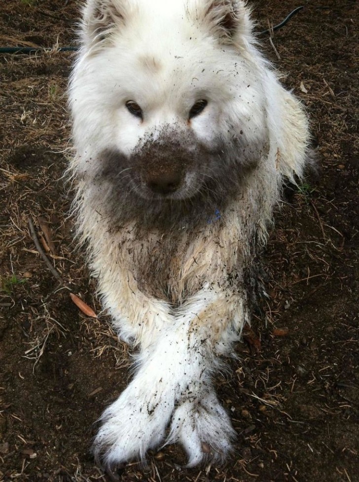 I had just bathed my dog! But I think it's clear he prefers another type of smell.