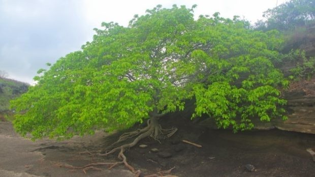 Alle geheimen van de boom des doods, de meest gevaarlijke boom ter wereld - 1