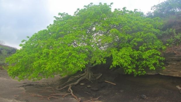 Todos los secretos del arbol de la muerte, la planta mas peligrosa de la tierra - 1