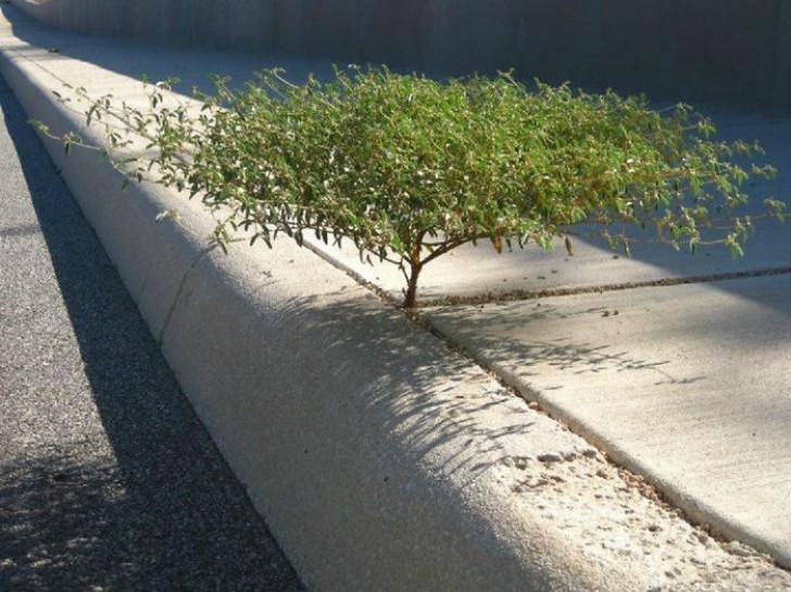 A small tree has grown between the cracks in the sidewalk.