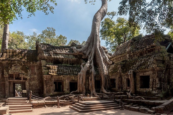 In Cambodja gaat de tempel van Ta Promh over in eeuwenoude bomen.