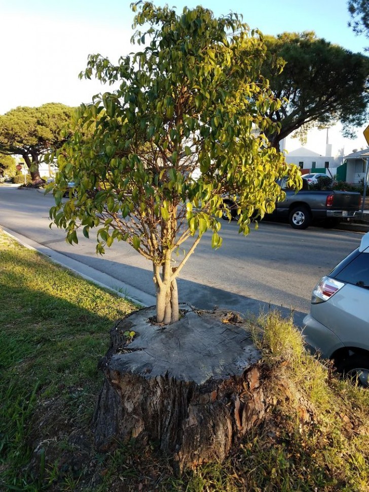Da base de um tronco cortado, surgiu uma nova árvore...