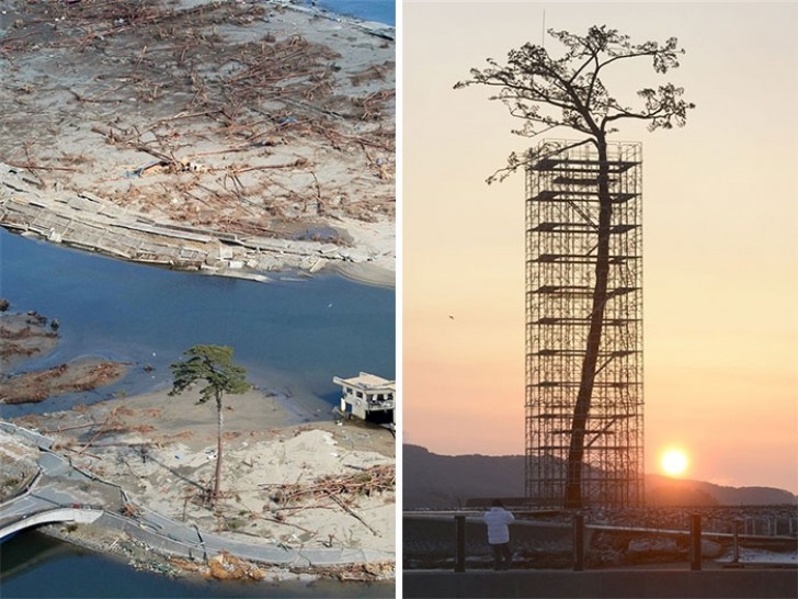 Det är det enda trädet från zonen i Japan som drabbades av tsunamin 2011 som överlevt: idag är det ett naturmonument.