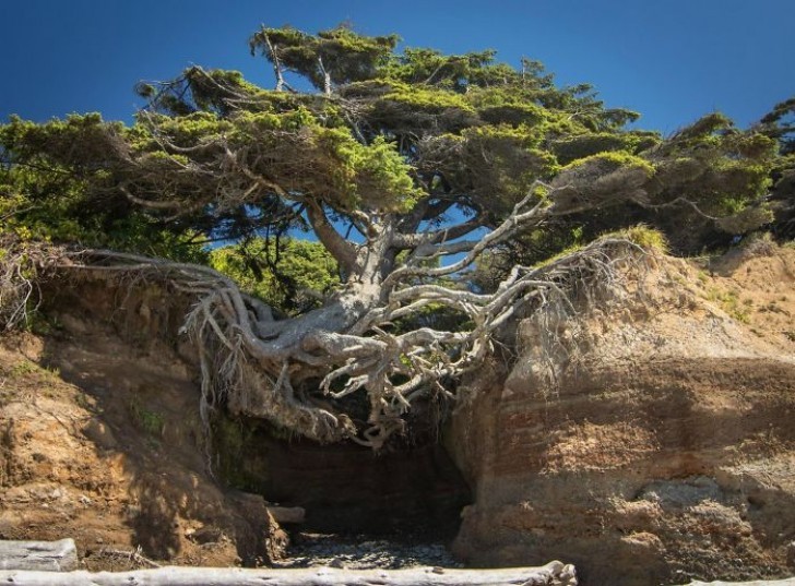 Si chiama l'albero della vita: lotta ogni giorno con le radici sospese nell'aria.