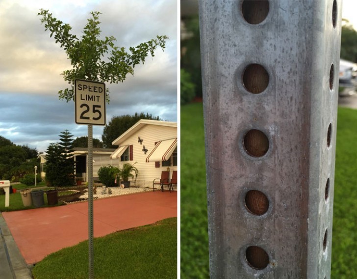 Deze boom groeit door een paal die werd geplaatst voor een verkeersbord.