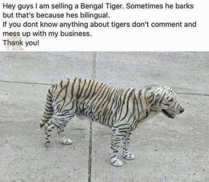 4. I am selling a Bengal tiger. If sometimes the tiger barks it is because he is bilingual. If you are not a fan of tigers, do not comment, and mind your own business! Thank you!